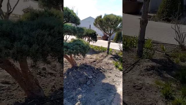 Ландшафтный дизайн (выбираем бонсай для сада в японском стиле) смотреть онлайн