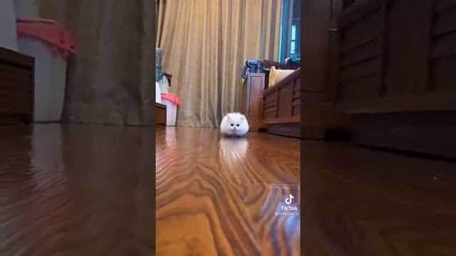 Миленькие котики!!! #котэ #котики #милашки #Shorts смотреть онлайн