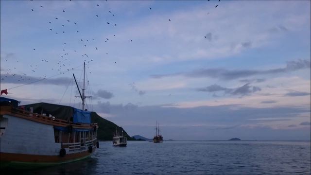 Flying Foxes in Komodo National Park (Indonesia) смотреть онлайн