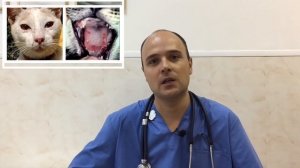 Почему кошки показывают язык, зачем кот высовывает кончик языка?