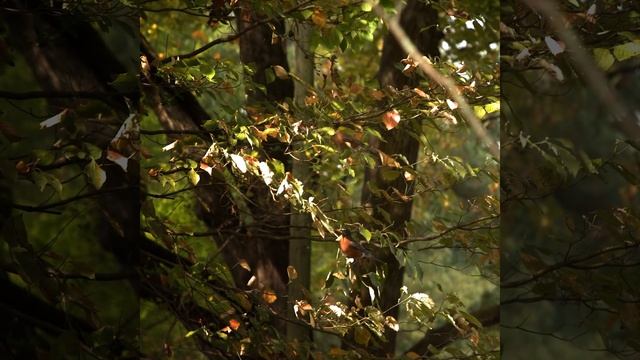 Глазами, полными слез.. Мои стихи. смотреть онлайн