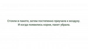 Кроссандра обрезка и черенкование. Из одного семечка в итоге 4 кроссандры.__Валентина Земскова.
