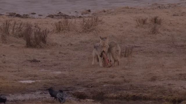 The Yellowstone Coyote: From Top Dog To Underdog | Real Wild смотреть онлайн
