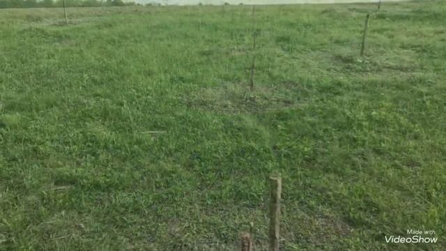 Прививка саженцев грецкого ореха. смотреть онлайн