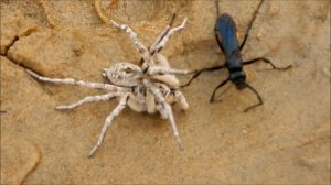 ПАУК ПРОТИВ ОСЫ. Неравная битва опаснейших монстров.