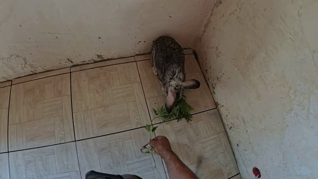 что нравится лапе смотреть онлайн