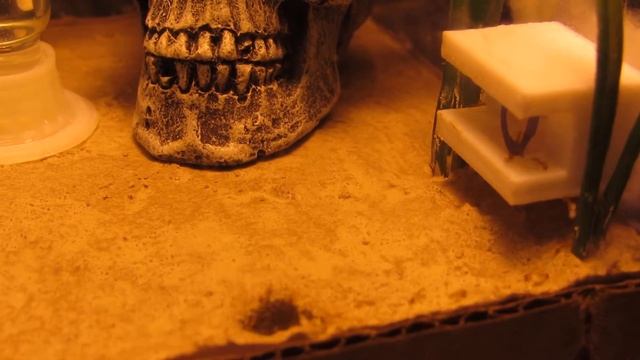 MOVING DAY! New colony-New formicarium-Monomorium pharaonis/The Perez Clan смотреть онлайн