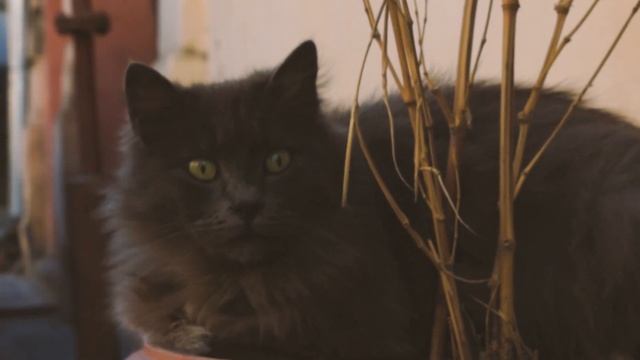 Топ факты о кошках! Кошкмин нос! Кошки могут определять погоду! смотреть онлайн