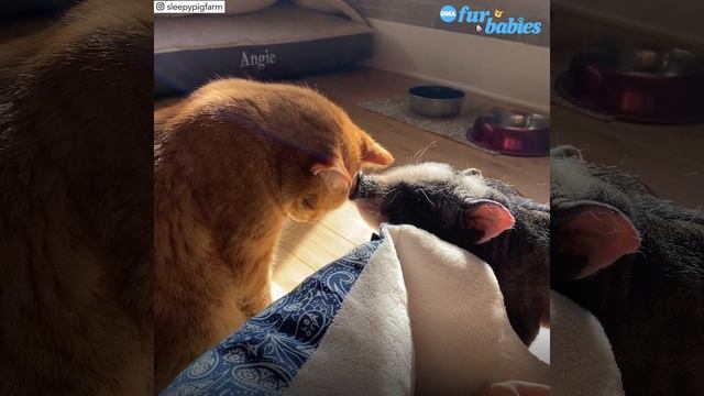 A rescued baby pig befriended a cat and our hearts are exploding l GMA смотреть онлайн