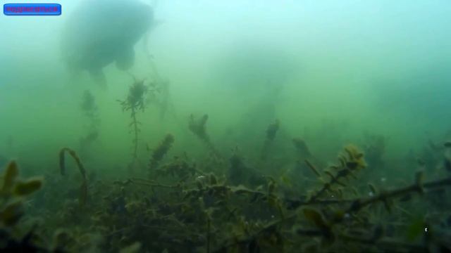съёмка зимующих подо льдом ГИГАНТСКИХ КАРПОВ на диком водоёме. смотреть онлайн