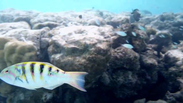 Riu Atoll Maldives