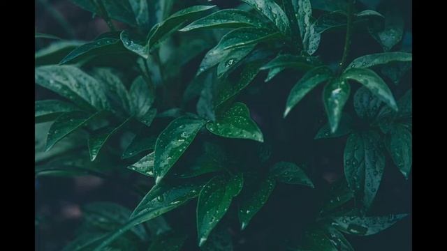 ЗВУКИ ВЕСЕННЕГО ДОЖДЯ С ГРОЗОЙ. 5 ЧАСОВ ОТДЫХА И КРЕПКОГО СНА. смотреть онлайн