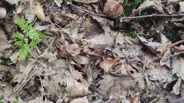 Грибы Поддубники Тихая охота | Грибы в Чёрном Лесу конец лета | В лес за съедобными грибами 2022 смотреть онлайн