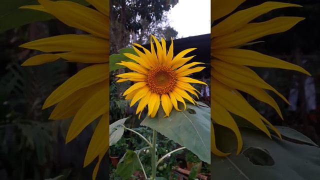 Thược dược đẹp смотреть онлайн