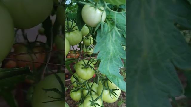 Кладоспориоз- как избавиться смотреть онлайн