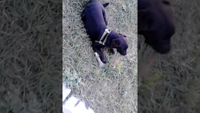 Лабрадор Арчибальд 6 месяцев смотреть онлайн