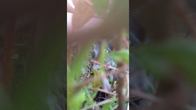 Сбор клюквы комбайном смотреть онлайн