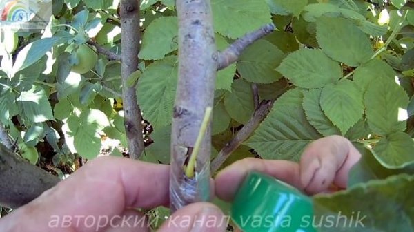 Прививка яблони летом от А до Я и до результата.Прививка плодовых деревьев.Как привить яблоню.