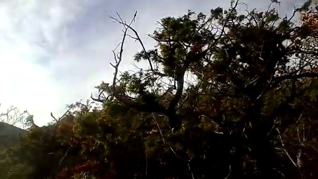 Мысхако, можжевельник Новороссийск природа Северного Кавказа смотреть онлайн