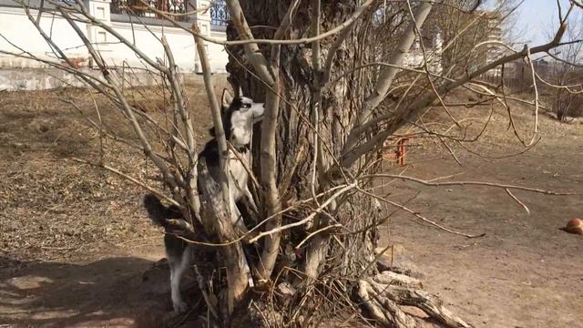 Хаски-самая умная собака! Прикол!!! Как хаски Ханна себя развлекает!