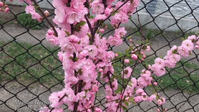 Миндаль. Посадка, уход и как получить плоды !!! смотреть онлайн