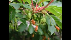 ЭНКИАНТУС  (ENKIANTHUS)  сем. Вересковые