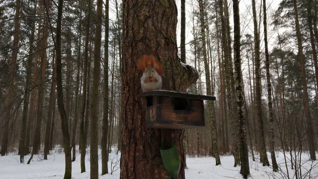 Белка в зимнем лесу смотреть онлайн