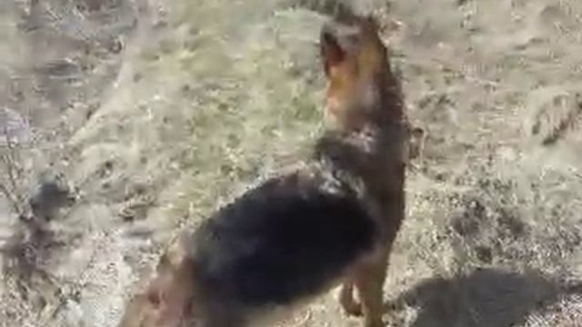 Поющая собака, пение в дуэте. Singing dog, singing a duet смотреть онлайн