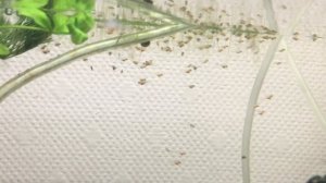 Как выращивать малька тернеции с первых дней