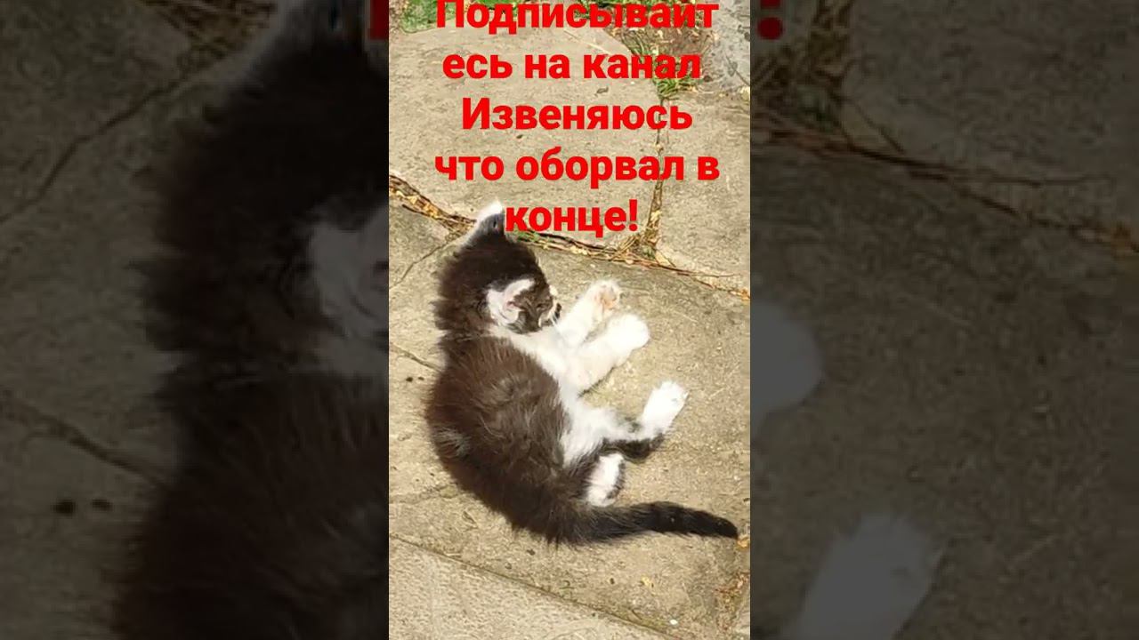 котëнок и солнце! смотреть онлайн