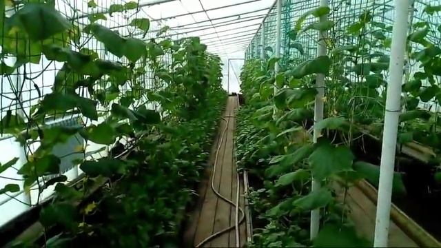 19/19 Результаты испытания биопрепаратов BioSide смотреть онлайн