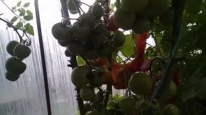 Обзор томатов в теплице на севере Ленинградской области.