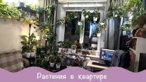 Обзор домашнего садика. Растения в интерьере.