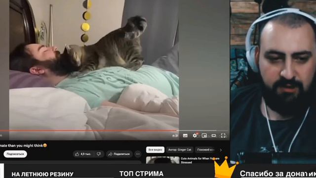 Жирный смотрит видео про милых котов: Cats are more affectionate than you might think 😍 смотреть онлайн