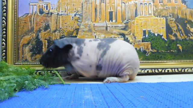 ПРОДАНА СКИННИ - МАРИ МИСТИК АНАБЕЛЬ - 2 МЕСЯЦА #КУПЛЮСКИННИПРОДАЮМОРСКИХСВИНОК смотреть онлайн