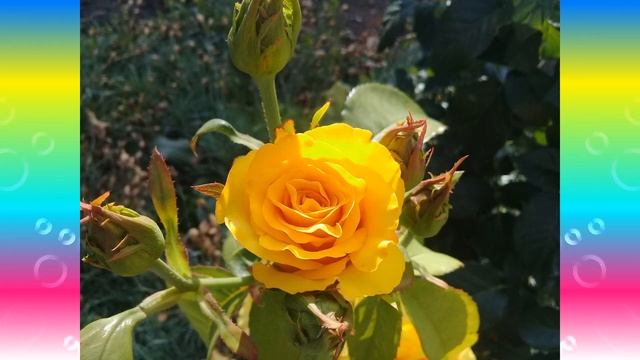 Настройка на гармонию души и тела. Райский сад цветов смотреть онлайн