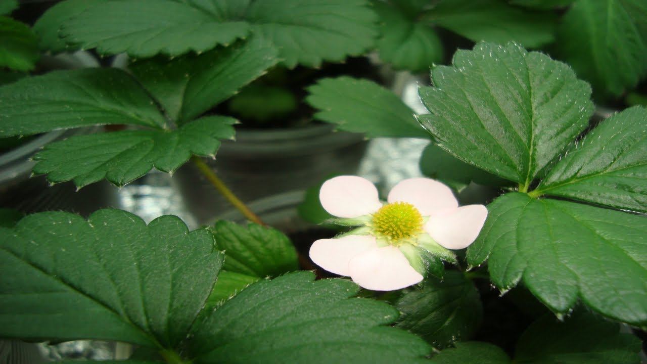 ЗЕМЛЯНИКА ЗАЦВЕЛА ЧЕРЕЗ ДВА С ПОЛОВИНОЙ МЕСЯЦА ПОСЛЕ ПОСЕВА . смотреть онлайн