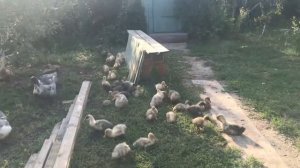 Утки Порода Голубой Фаворит, плюсы и минусы. Борьба с пухоедом.