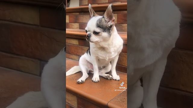Моя люба вредино #чихуахуа смотреть онлайн