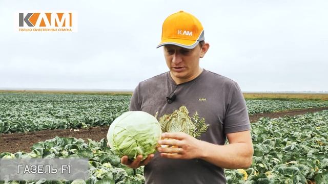 Капуста белокочанная ГАЗЕЛЬ F1 смотреть онлайн