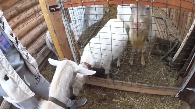 В гостях у козла Мирона Попытка покрыть козу смотреть онлайн