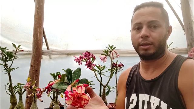 adenium obesun Royal sunshaine смотреть онлайн