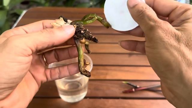 Chỉ 1 Thìa Làm Mọi Phong Lan Thối Lập Tức Hồi Sinh Theo Cách Dễ Này смотреть онлайн