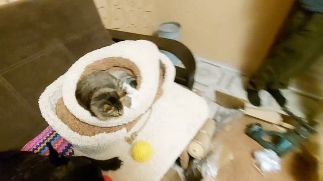 Мебель для кошек. Котики в восторге. смотреть онлайн