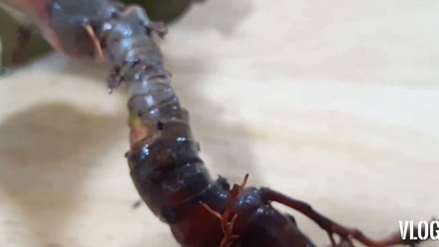 Philodendron Red Heart Propagation & Care смотреть онлайн