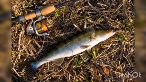 как ловить судака на спиннинг весной. Ловля судака на спиннинг
