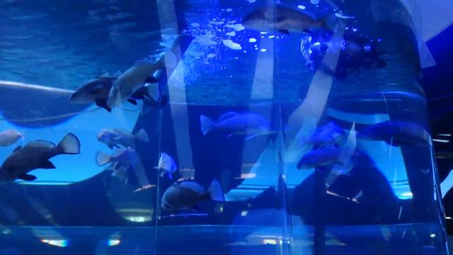 Сочинский аквариум ул. Аллея Челтенхема смотреть онлайн