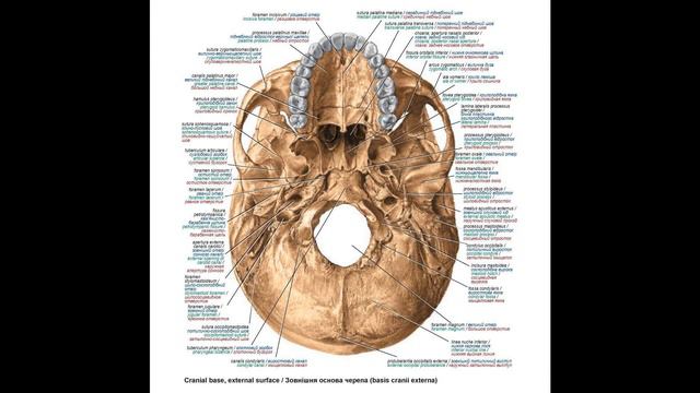 49. Топографія черепа. Мозковий череп - AnatomUa_AUDIO смотреть онлайн