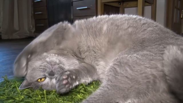 Ученый кот720р смотреть онлайн