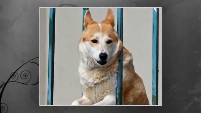 Visiting Animals in Grodno Zoo, Zoo in Grodno, Belarus 2015 смотреть онлайн